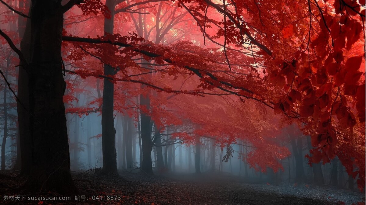 红叶 迷雾 森林 夜晚 黑暗 阴森 梦幻 迷失 大叔 树林 红色 黑色 自然景观 自然风景