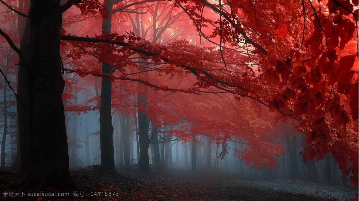 紅葉 迷霧 森林 夜晚 黑暗 陰森 夢幻 迷失 大叔 樹林 紅色 黑色 自然景觀 自然風(fēng)景