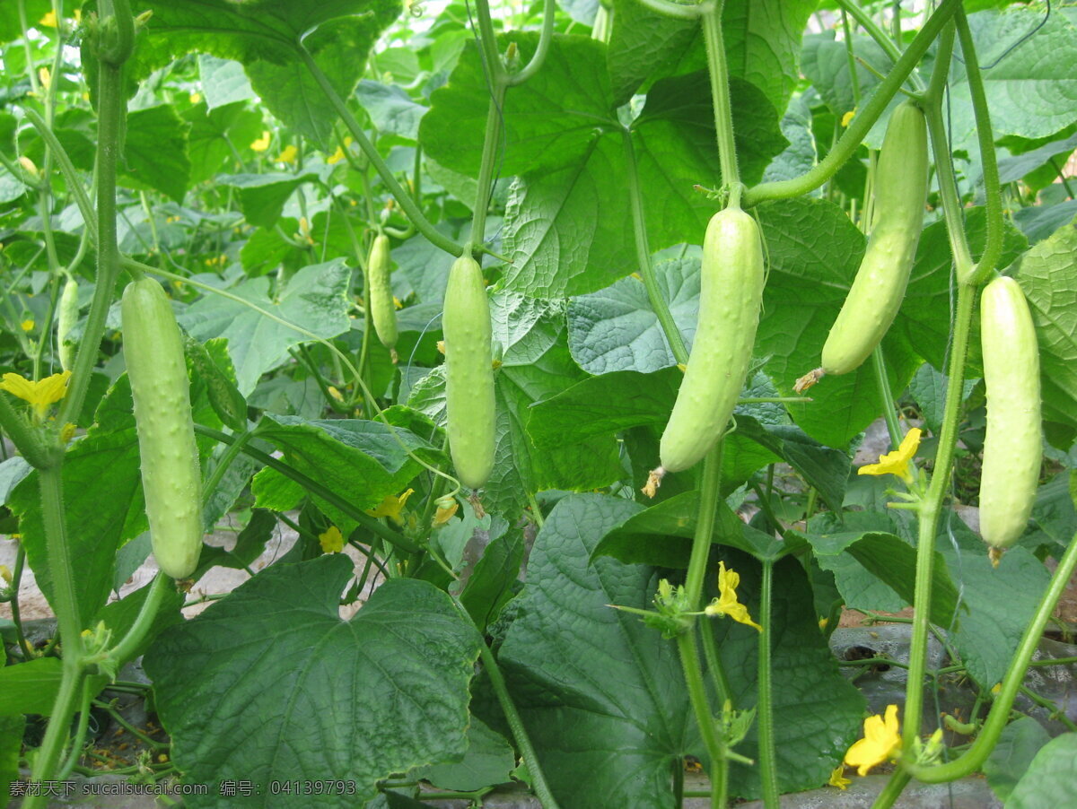 白黃瓜 綠色食品 蔬菜 生物世界