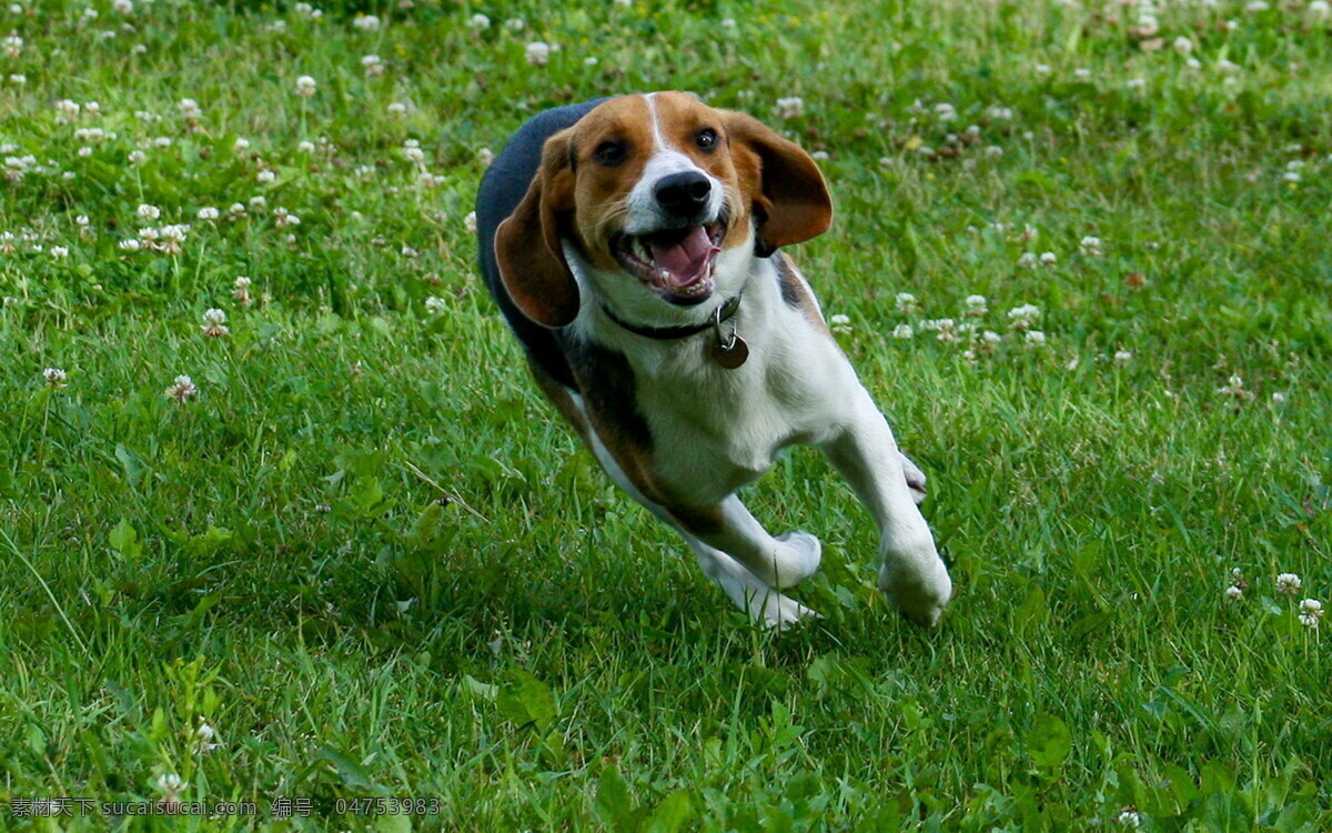 比格犬 比格 犬 猎兔犬 小狗 狗 狗狗 宠物 宠物狗 头部 家禽家畜 生物世界