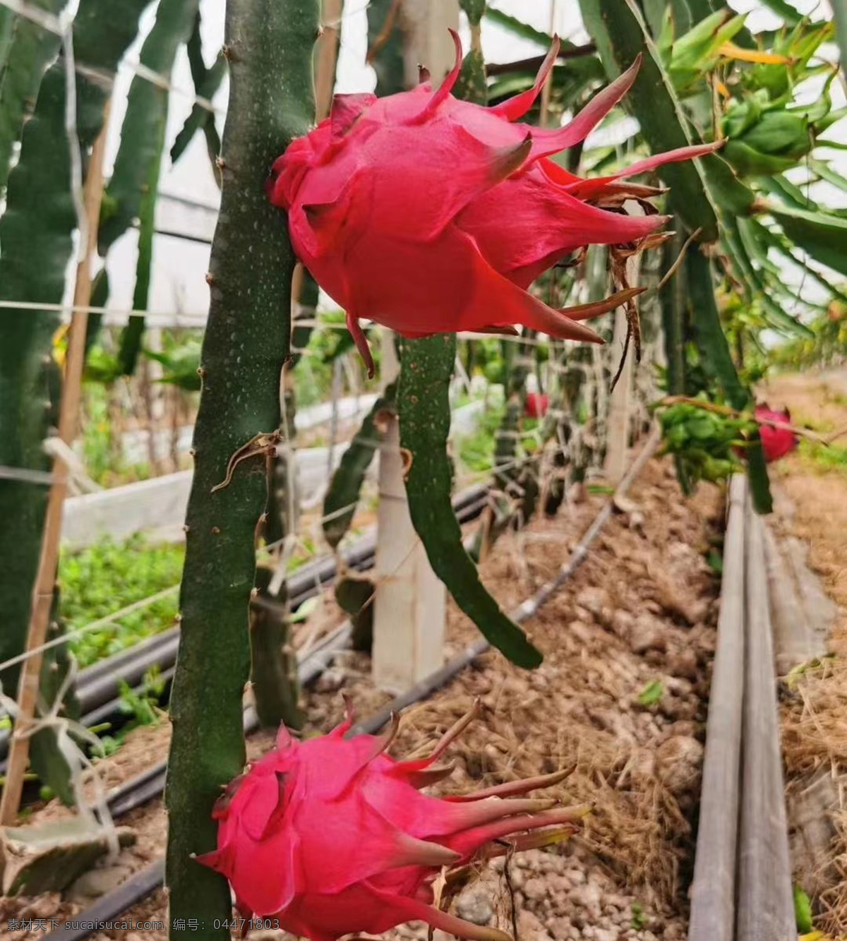 火龍果圖片 火龍果園 樹上的火龍果 新鮮水果 高清水果圖 高清火龍果 火龍果照片 采摘火龍果 美味火龍果 超市火龍果 紅心果肉 火龍果肉 剝開的火龍果 水果 紅色水果 火龍果特寫 紅心火龍果 火龍果 進(jìn)口紅火龍果 紅龍果 越南紅火龍果 廣西紅火龍果 紅肉火龍果 有機(jī)火龍果 玉龍果 長壽果 龍珠果 生物世界