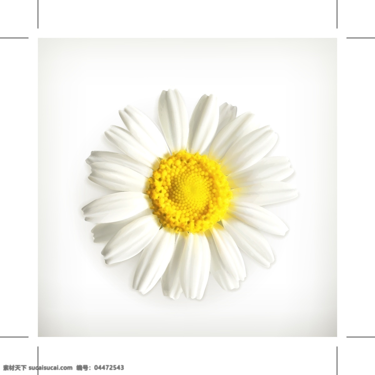 淡雅 美丽 小 菊花 矢量图 白色 小菊花 黄色 自然 矢量素材 设计素材