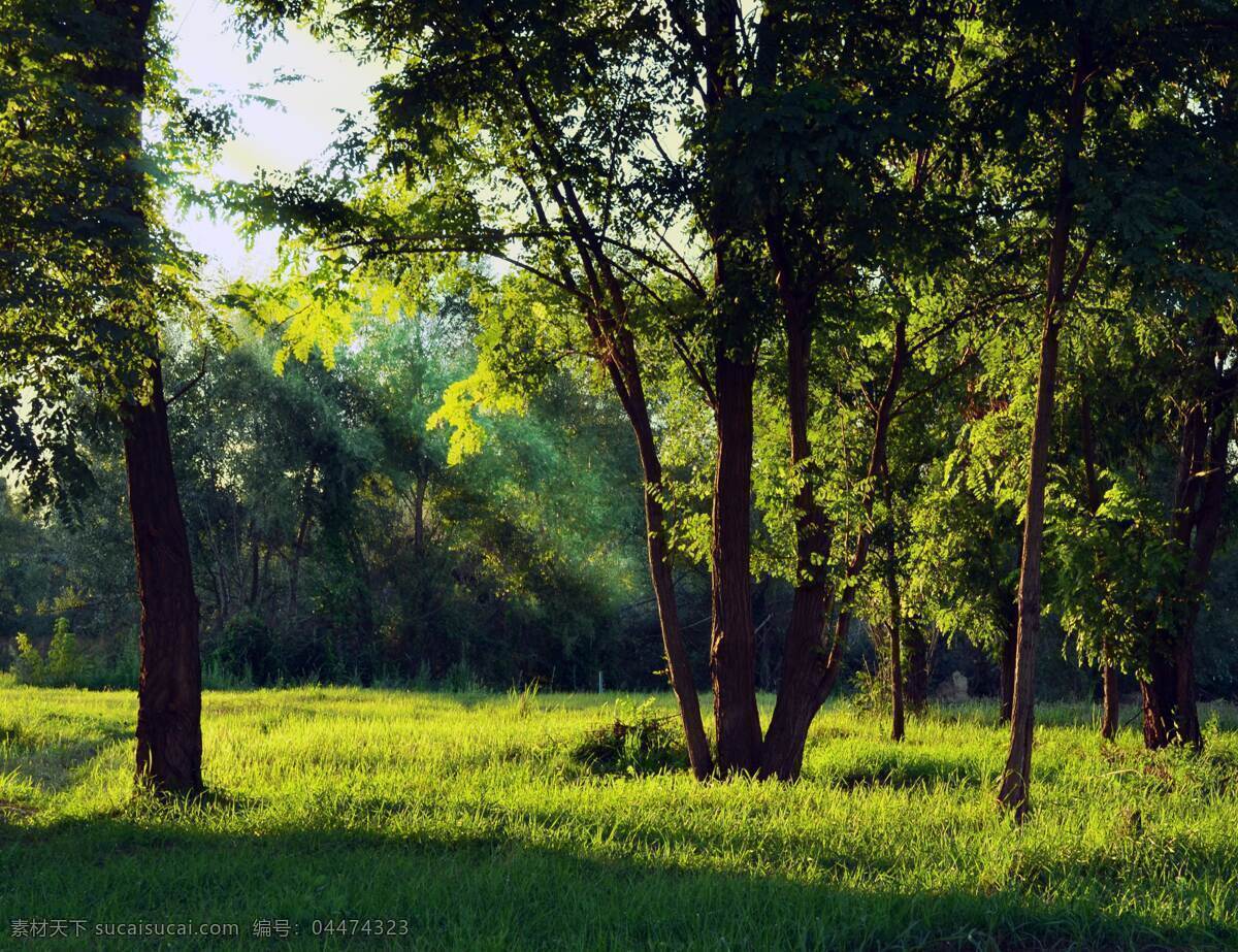 丛林图片 丛林 森林 树林 树木 树叶 树冠 树枝 绿色世界 风景 自然景观 自然风景