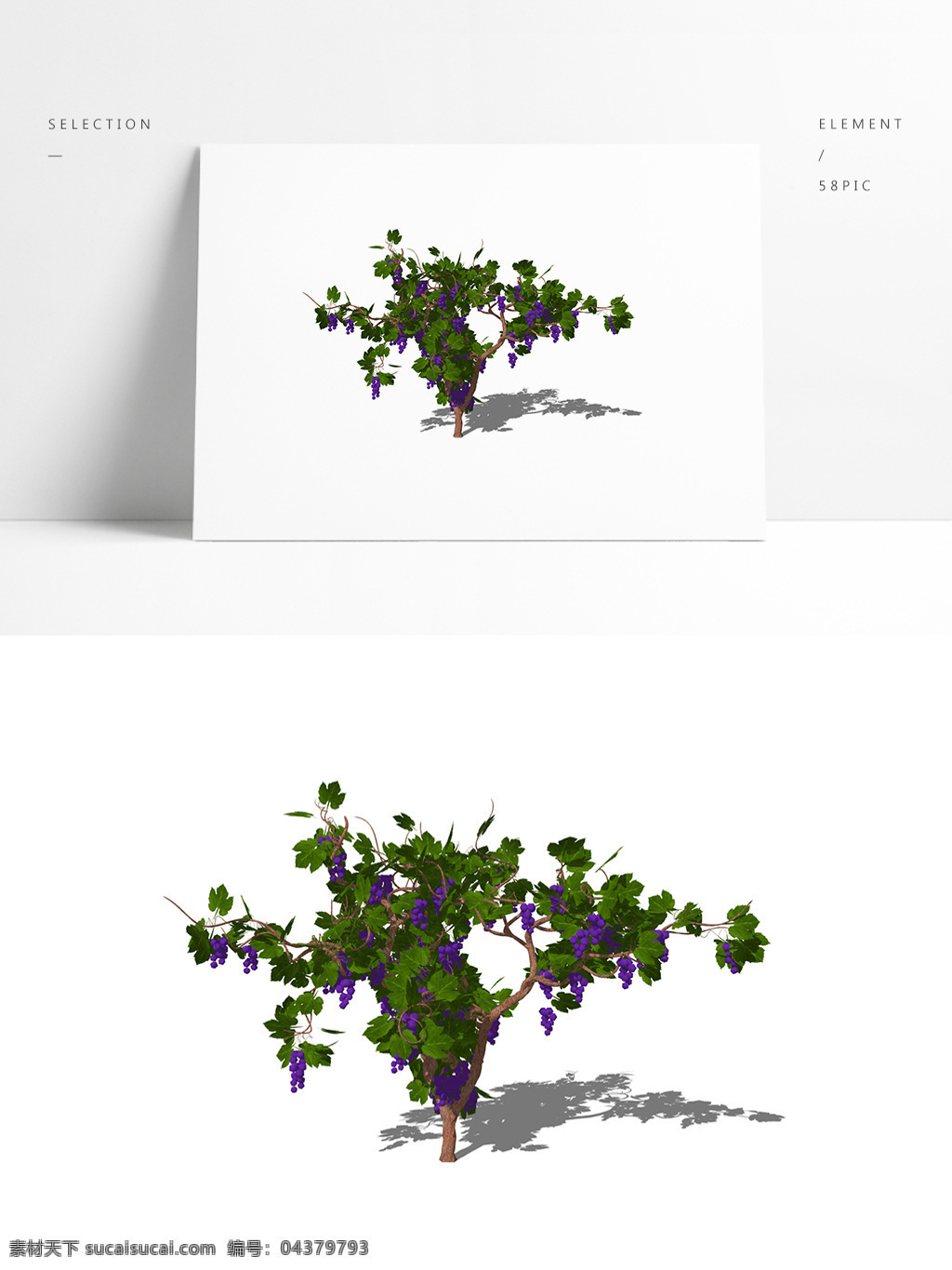 3d 葡萄 樹 葡萄藤 模型 紫色 植物