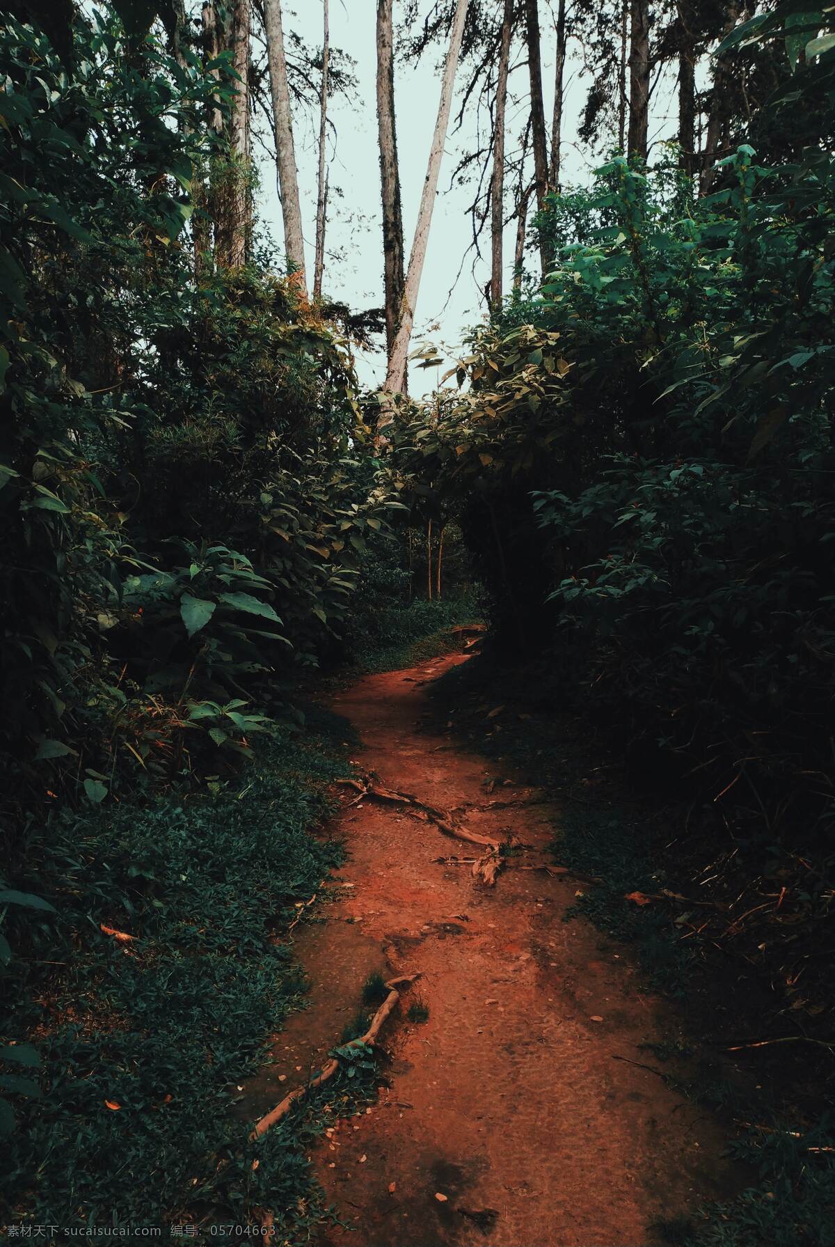 森林小径 户外 森林 绿树 绿色 小路 拍摄 摄影类 自然景观 自然风景