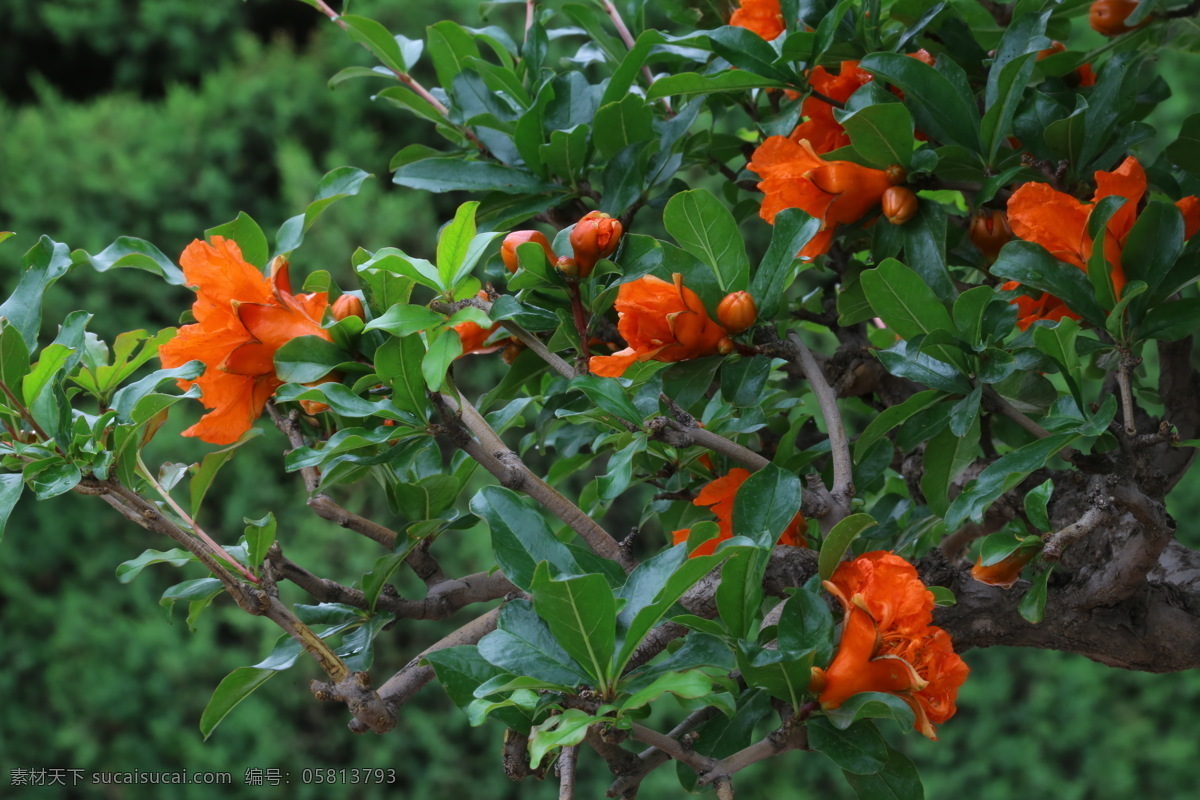 石榴花 石榴 觀賞花卉 花骨朵 花草 花兒 花朵 花卉 植物 園林綠化 綠化景觀 花卉大觀園 生物世界