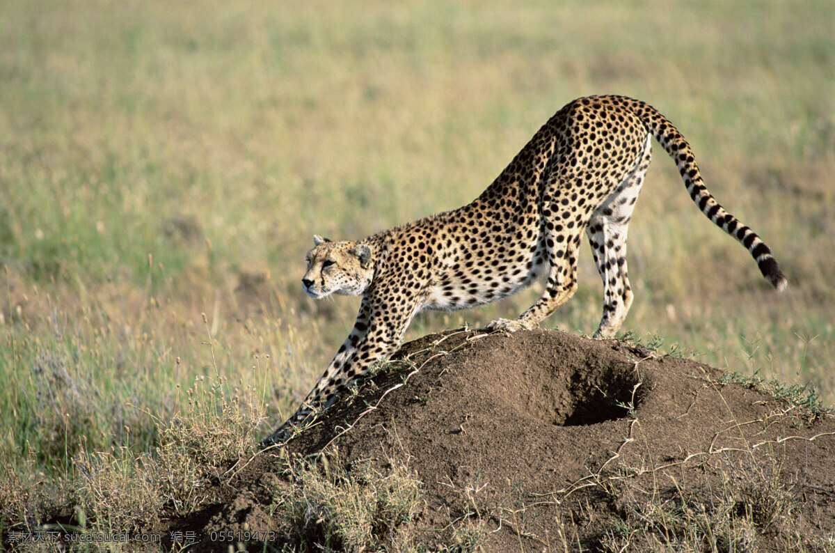 非洲 野生动物 豹子 高清 图 非洲野生动物 动物世界 动物 jpg图片 生物世界 摄影图片 豹 高清图片 豹写真 豹的全身图片 野外 陆地动物