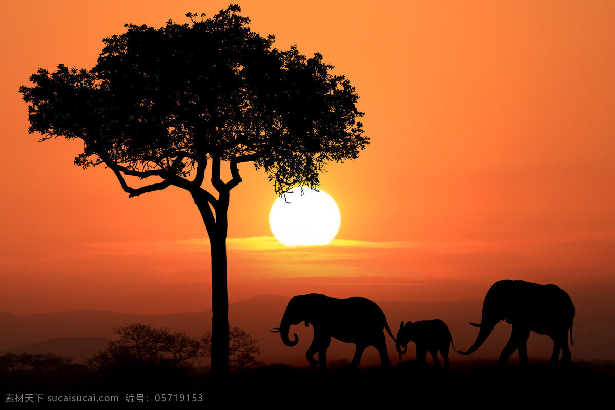 非洲日落剪影 非洲日落 非洲大象 非洲 长颈鹿 黎明 黄昏 野生 动物 落日 原野 野生动物 生物世界 非洲草原黄昏 草原 野外 剪影 非洲草原 动物世界 大象 野生大象 非洲象 行走 火烧云 灌木