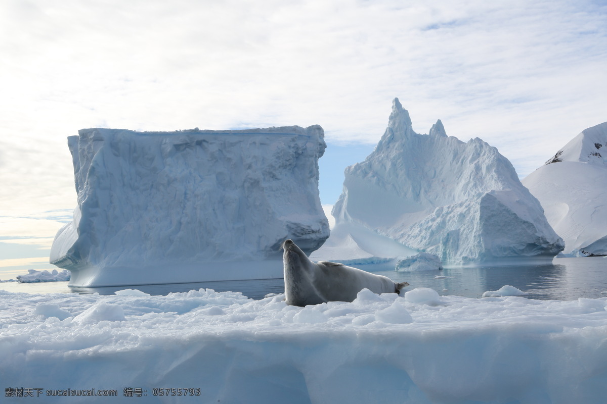 冰山 冰川 南极 白色 邮轮 游轮 鲸鱼 企鹅 海豹 海狗 旅游 南北极 世界尽头 船 国外旅游 旅游摄影