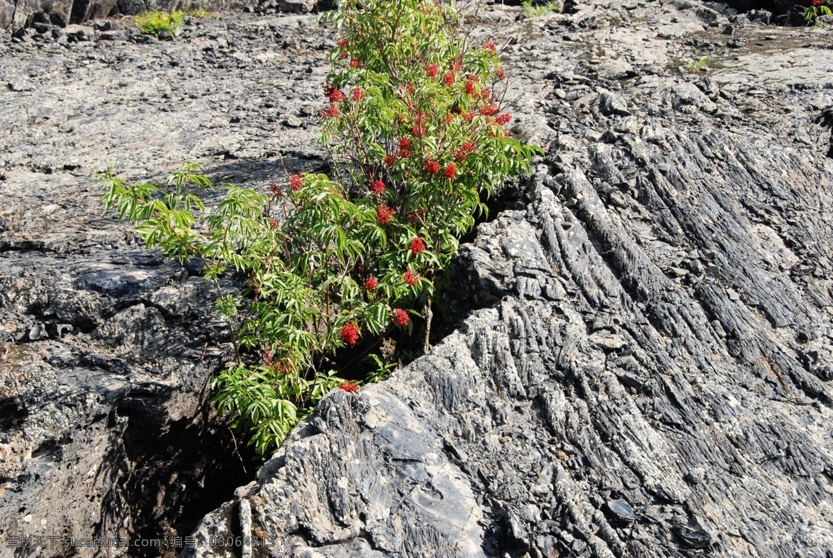 五大連池 火山巖 植物 紅色果實(shí) 特殊植物 特殊地貌 自然風(fēng)景 自然景觀