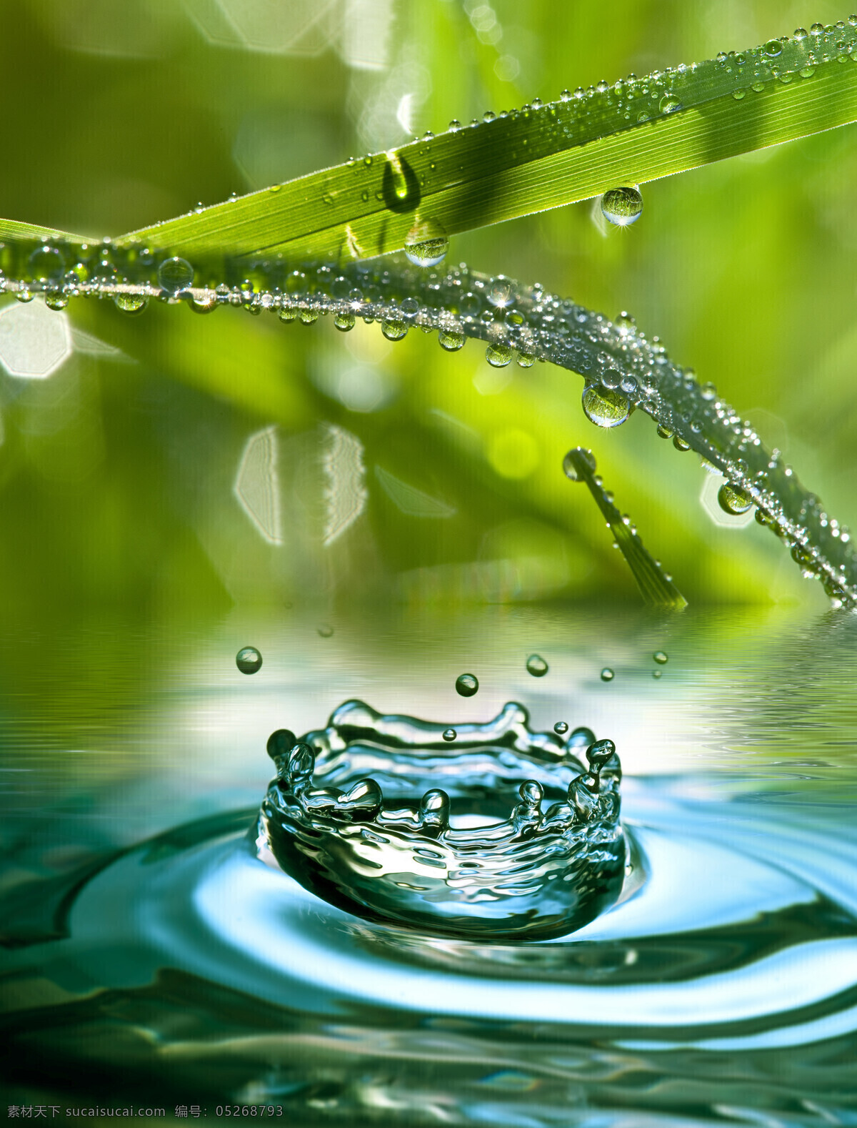綠葉 植物 皇冠 花 水 水花 浪花 水波紋 水紋 水珠 露珠 水泡泡 水滴效果 水珠底紋 水圖片 生活百科