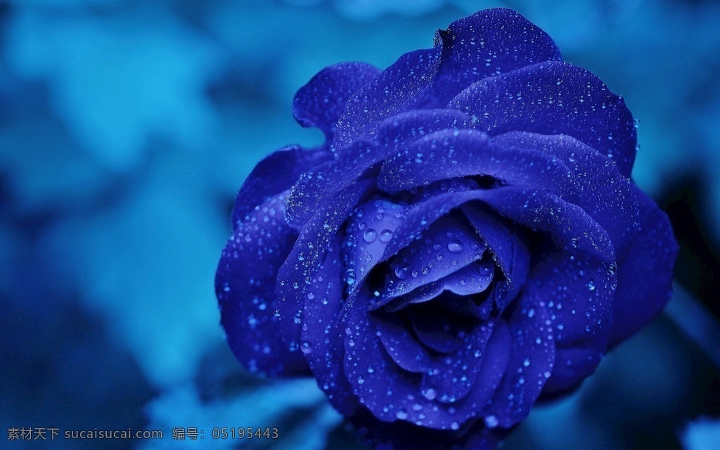 玫瑰图片 蓝色玫瑰 玫瑰 蓝色 花 盛开 浪漫 蔷薇 生物世界 花草