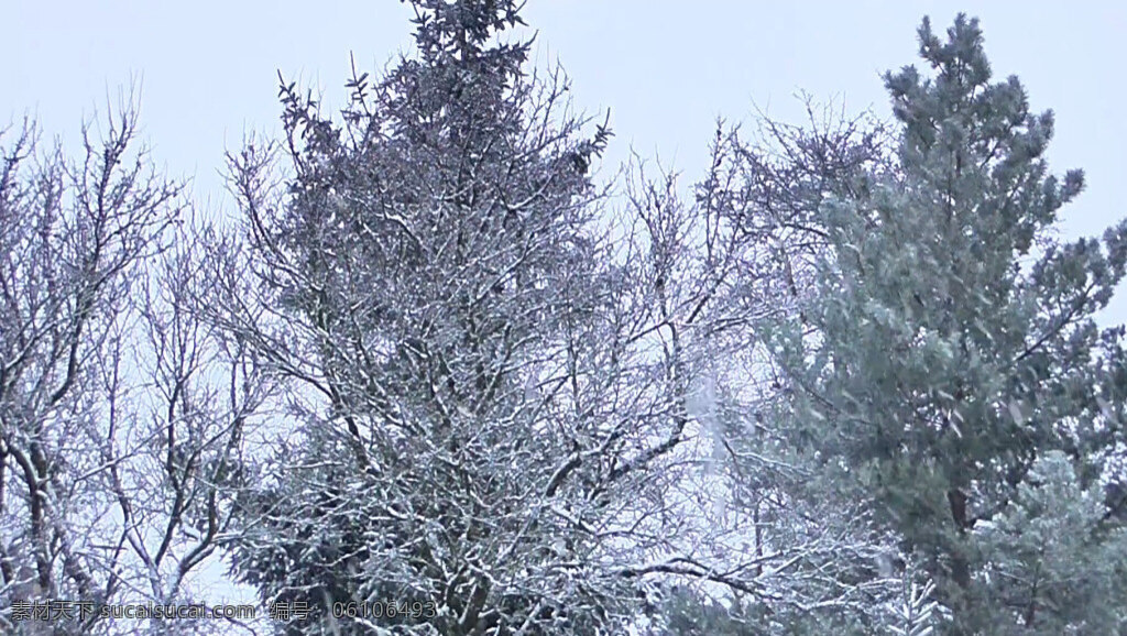 冬季 白雪 覆盖 树枝 视频 实拍 动态 寒冷