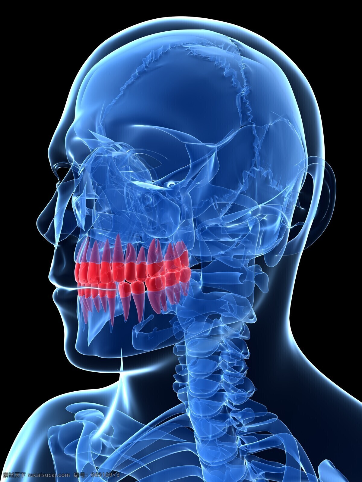 牙齿 人体器官 口腔 人体 人体组织 人体结构 医学 医疗 科学 医疗护理 现代科技