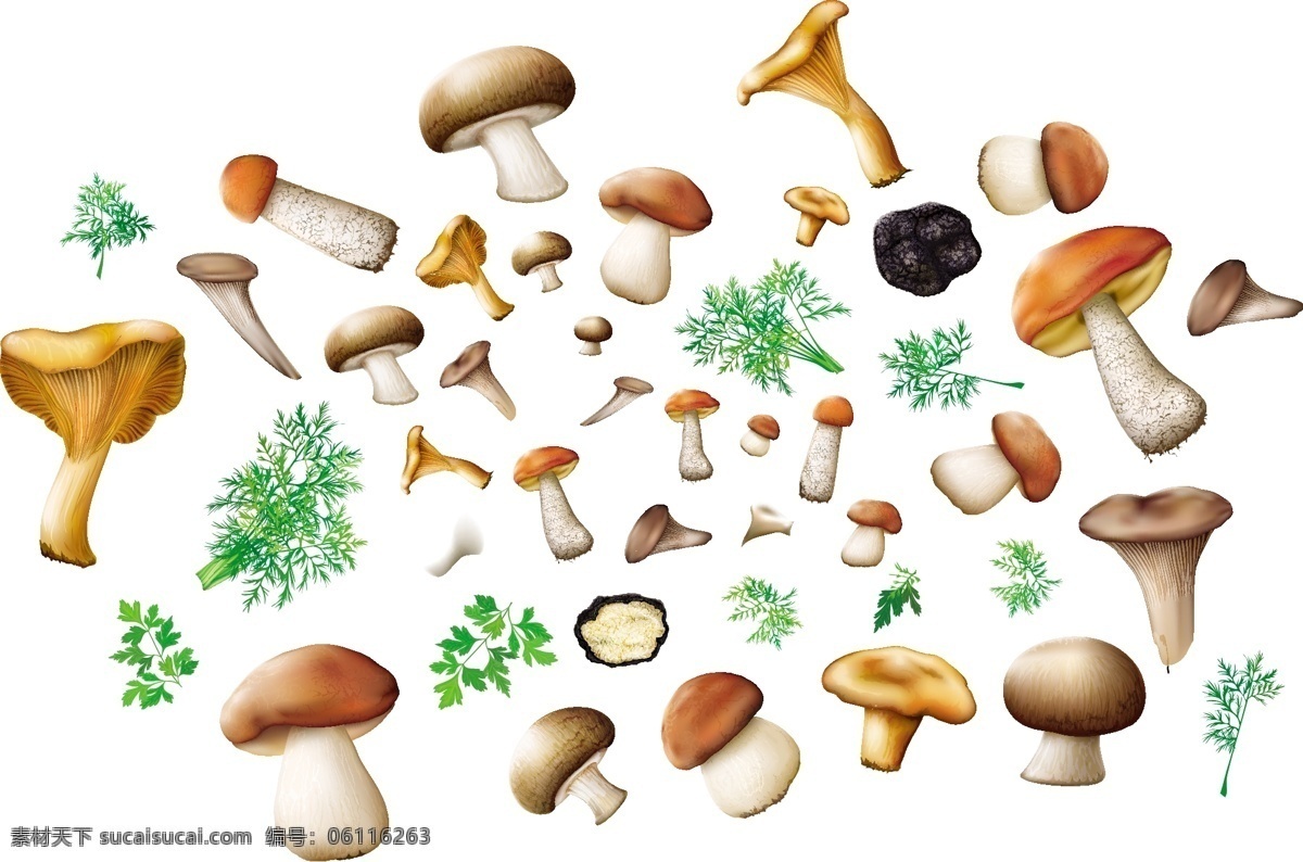蘑菇 植物 失量 卡通 自然