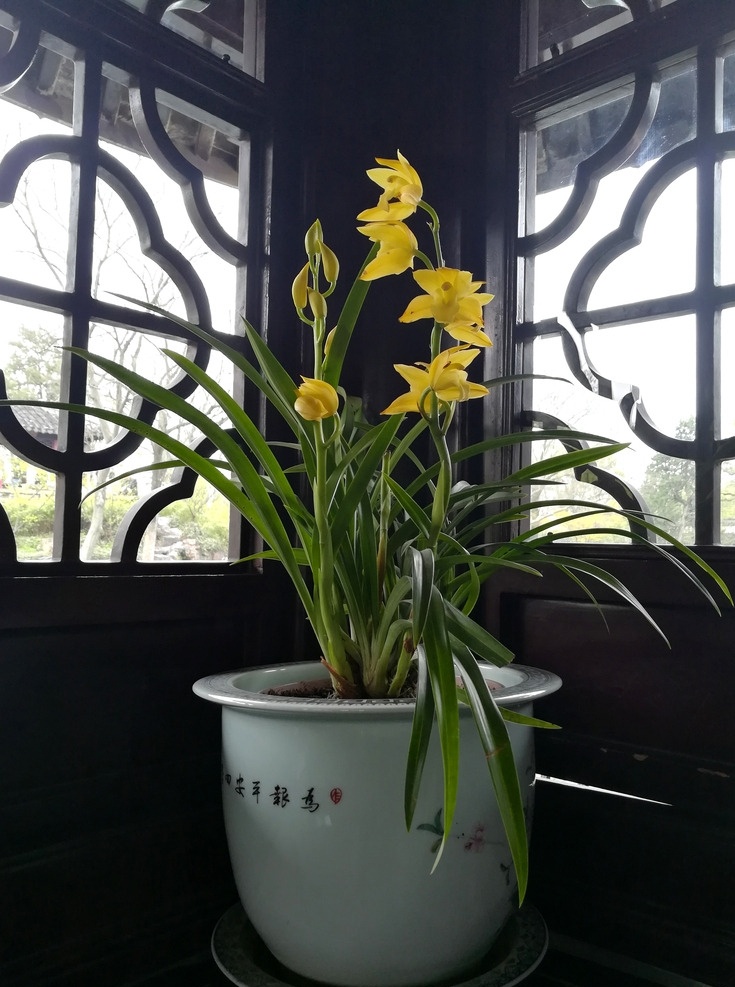 蘭花 盆栽 花卉 花朵 古典 黃色蘭花 九頭蘭 生物世界 花草