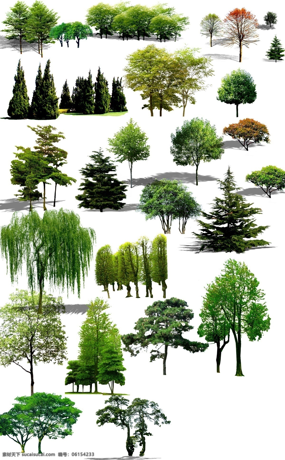 常用植物 乔木 园林植物 树 植物素材 柳树 背景树