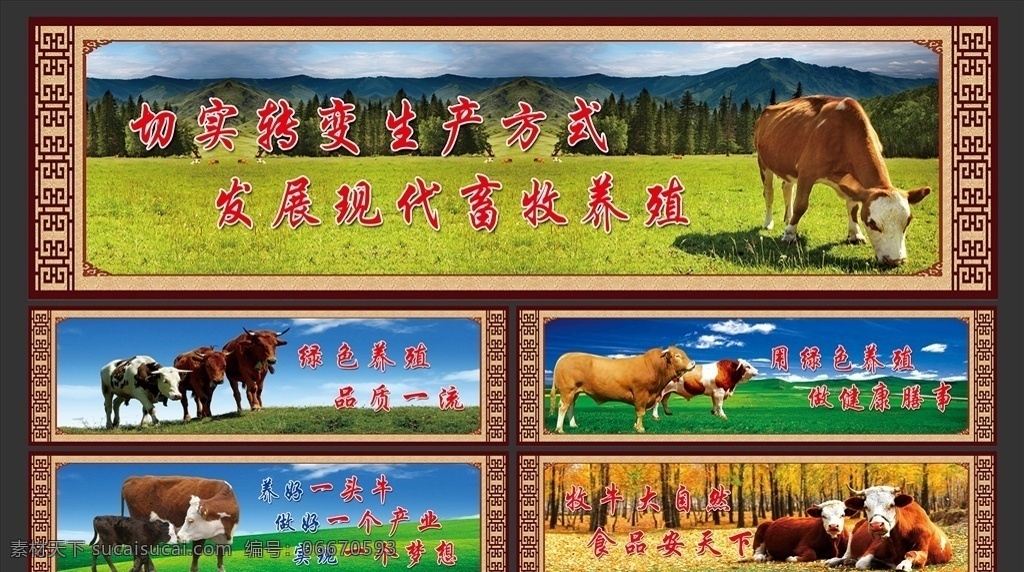 牛 养殖 牛肉 畜牧 绿色养殖 畜牧大自然 食品安天下 现代畜牧养殖