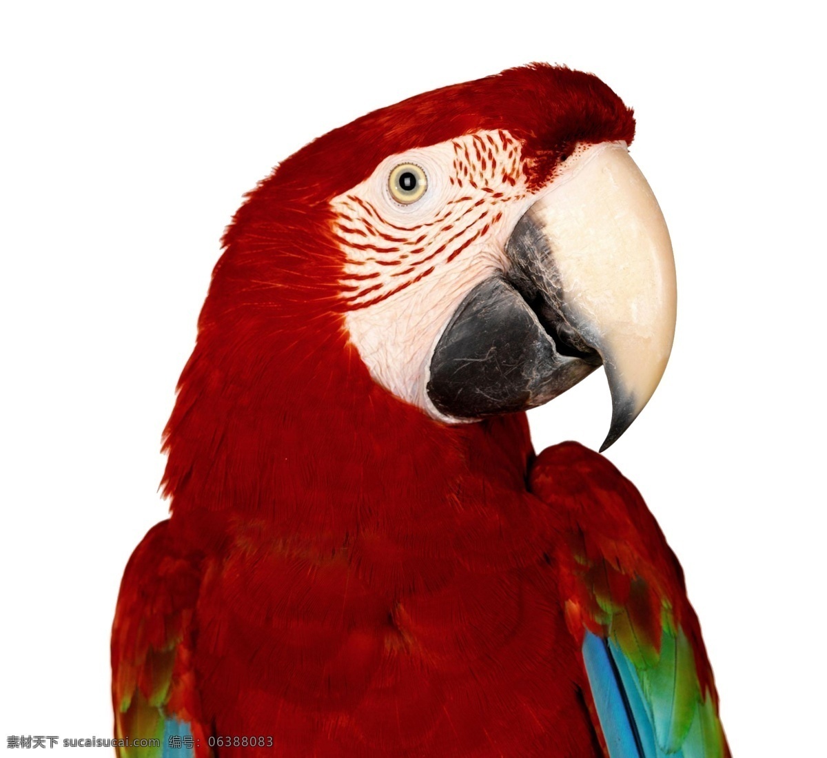 红色鹦鹉 鹦鹉 动物 一只鹦鹉 psd素材 分层 源文件