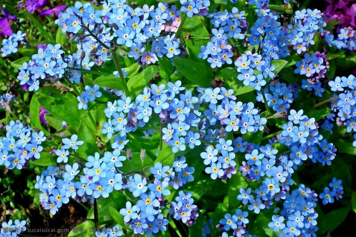 勿忘我小花朵 小花朵图片 勿忘我 蓝色勿忘我 蓝色花朵 小花朵 小花 花朵 花卉 花瓣 鲜花 花草 植物 生物世界 图片大全 高清图片下载 共享素材