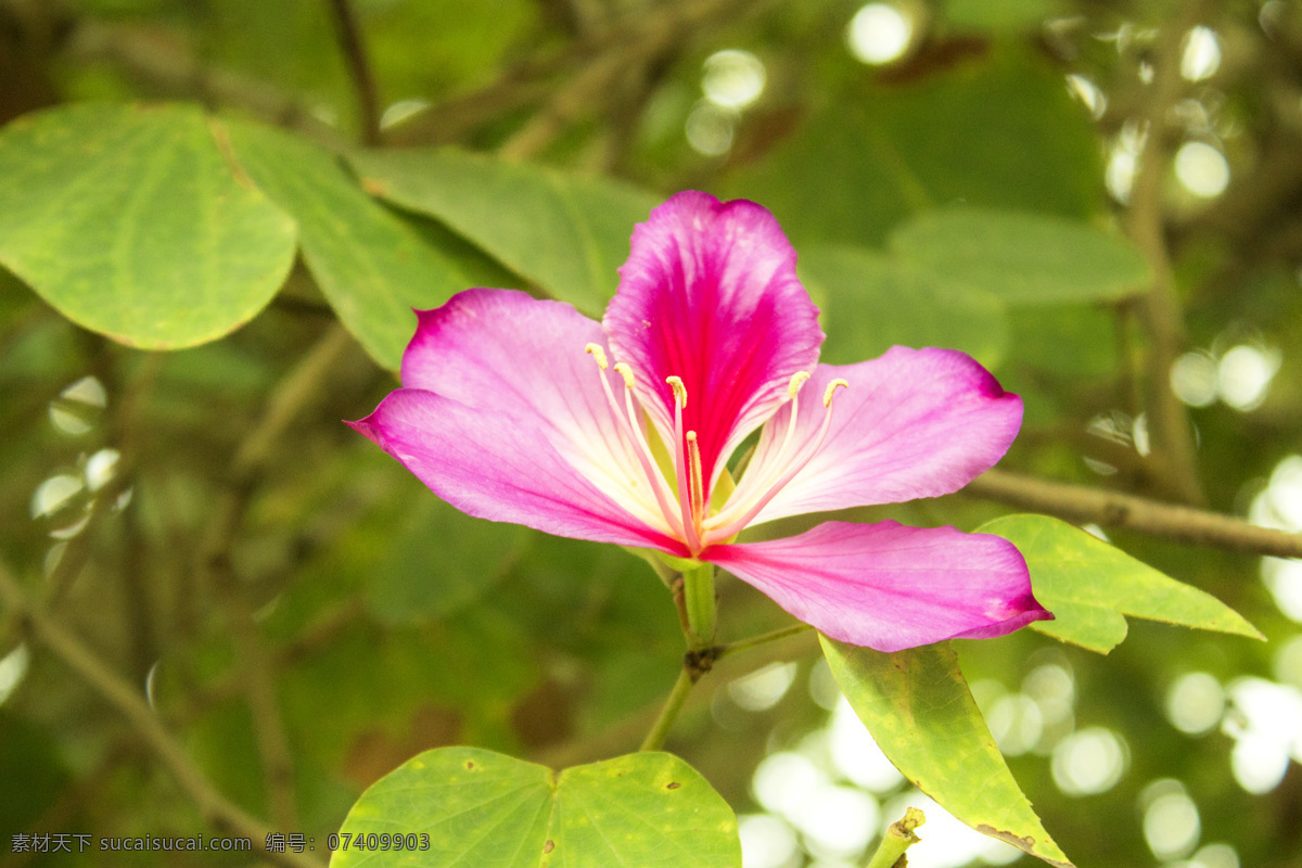 粉色 花朵 特写 照片 粉色的花 粉紫色 植物 叶子 风景 风光