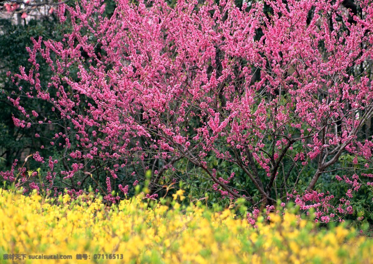 姹紫嫣红 野花 盛开 开放 鲜艳 野花群 花的海洋 花卉 风景 花海 自然风景 植物 花 花草树木 生物世界