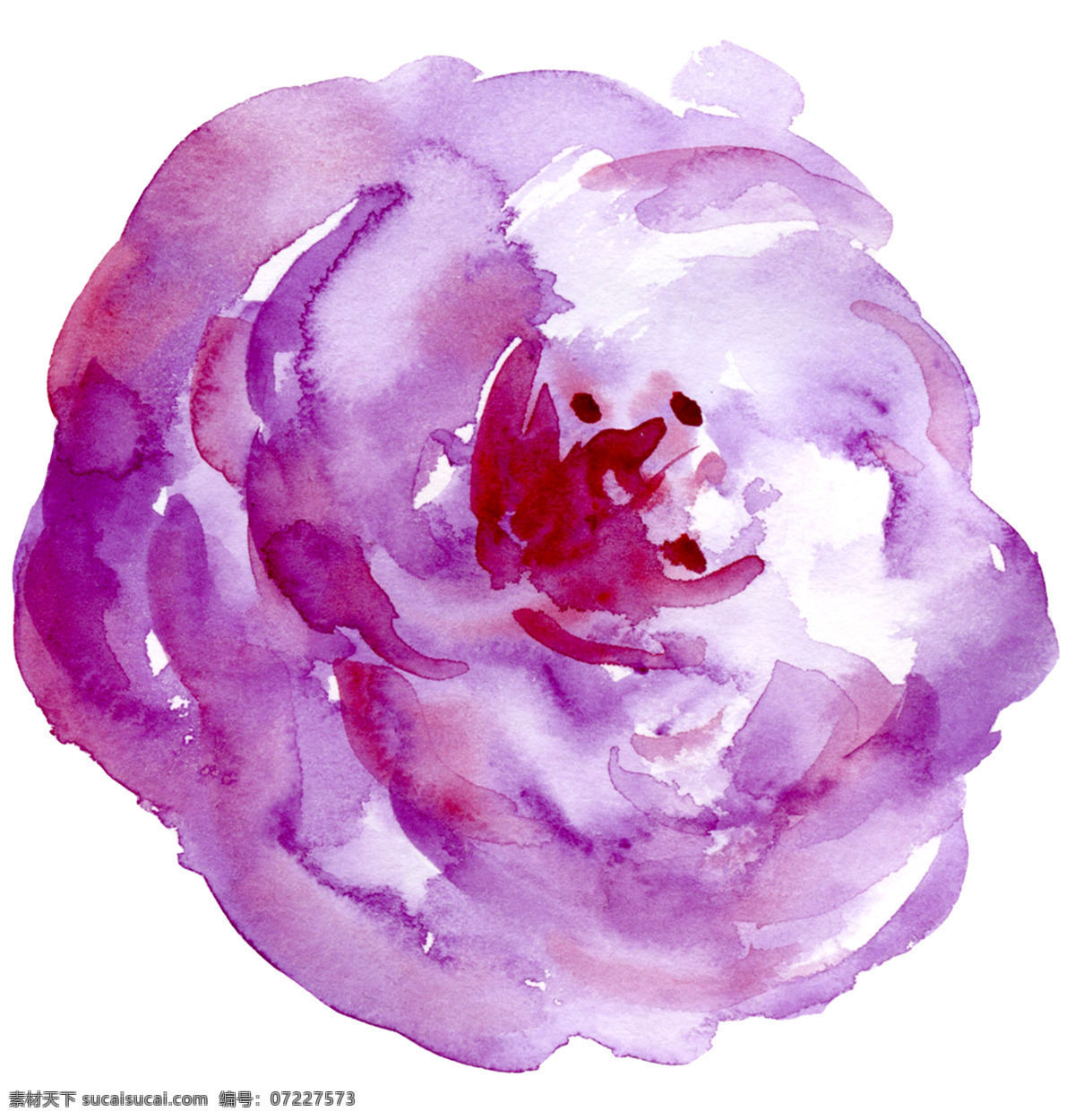 朵 鲜花 高清 单朵 鲜艳 淡紫 美丽 简约 红色
