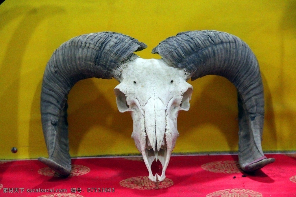 艺术品 羚羊头骨 羚羊 头骨 角 羚羊角 羊头 头角 骷髅 骨骼 传统文化 文化艺术