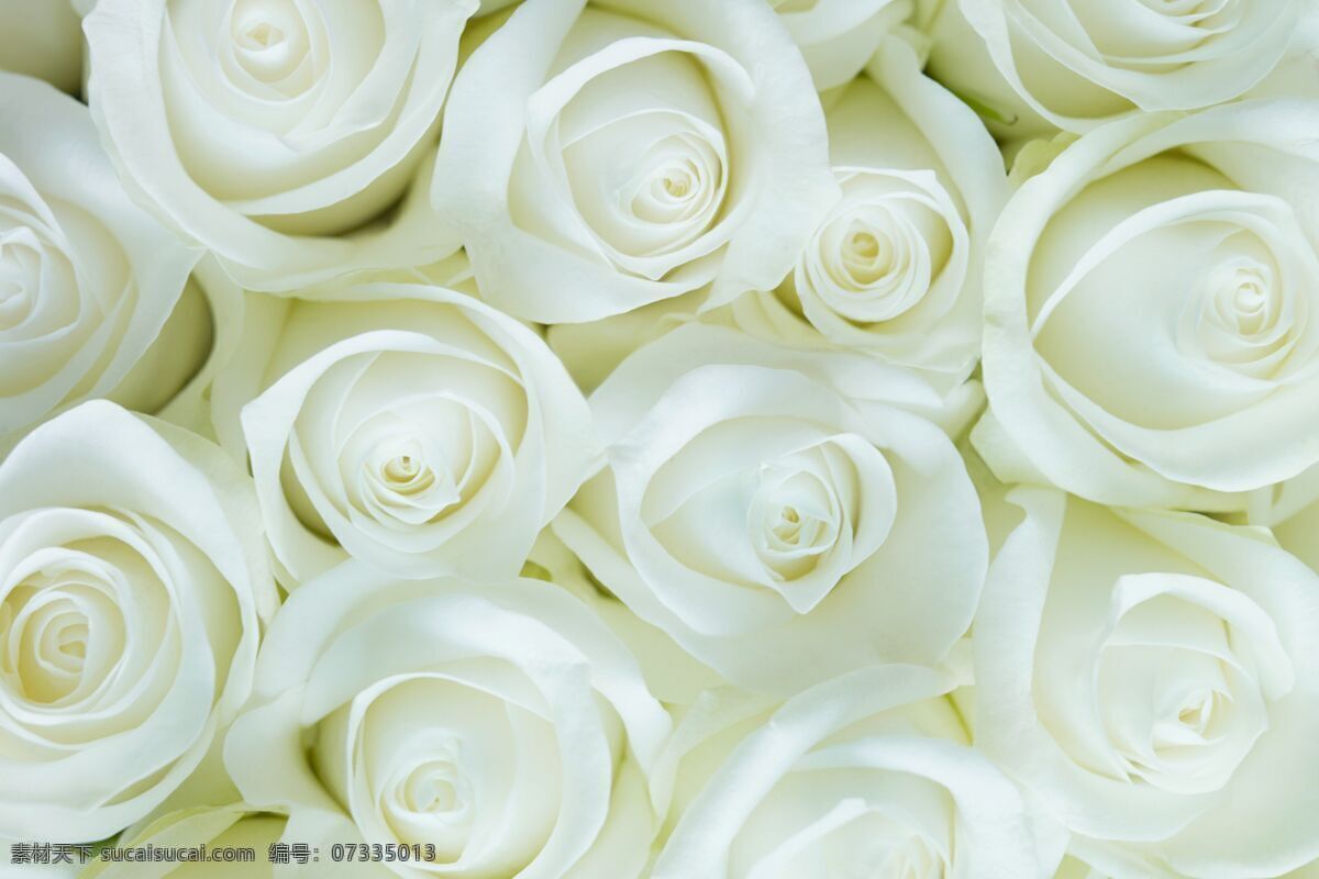 白玫瑰花束 玫瑰 白色玫瑰 花 盛开 浪漫 花的 鲜花 蔷薇科 植物系 开花 花束 生物世界 花草