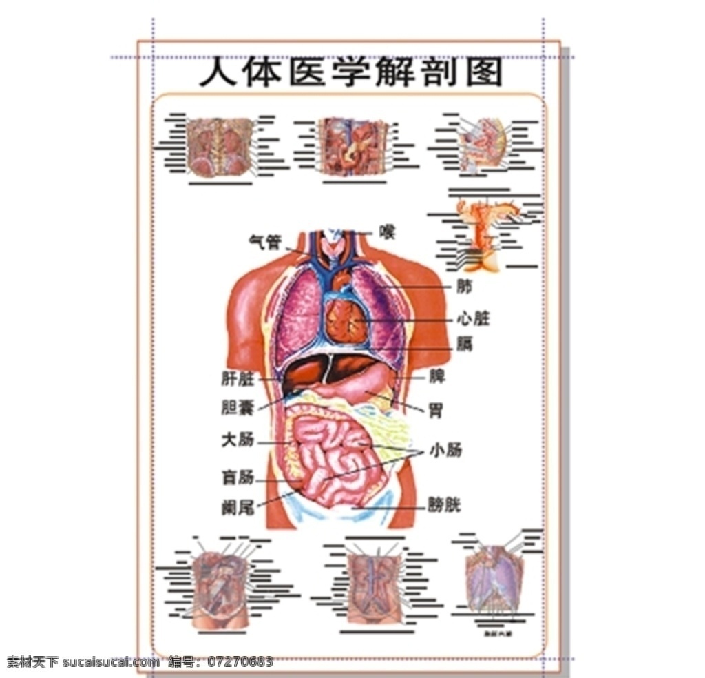 人体 医学 解剖 图 肺 胃 心脏 生殖 后背