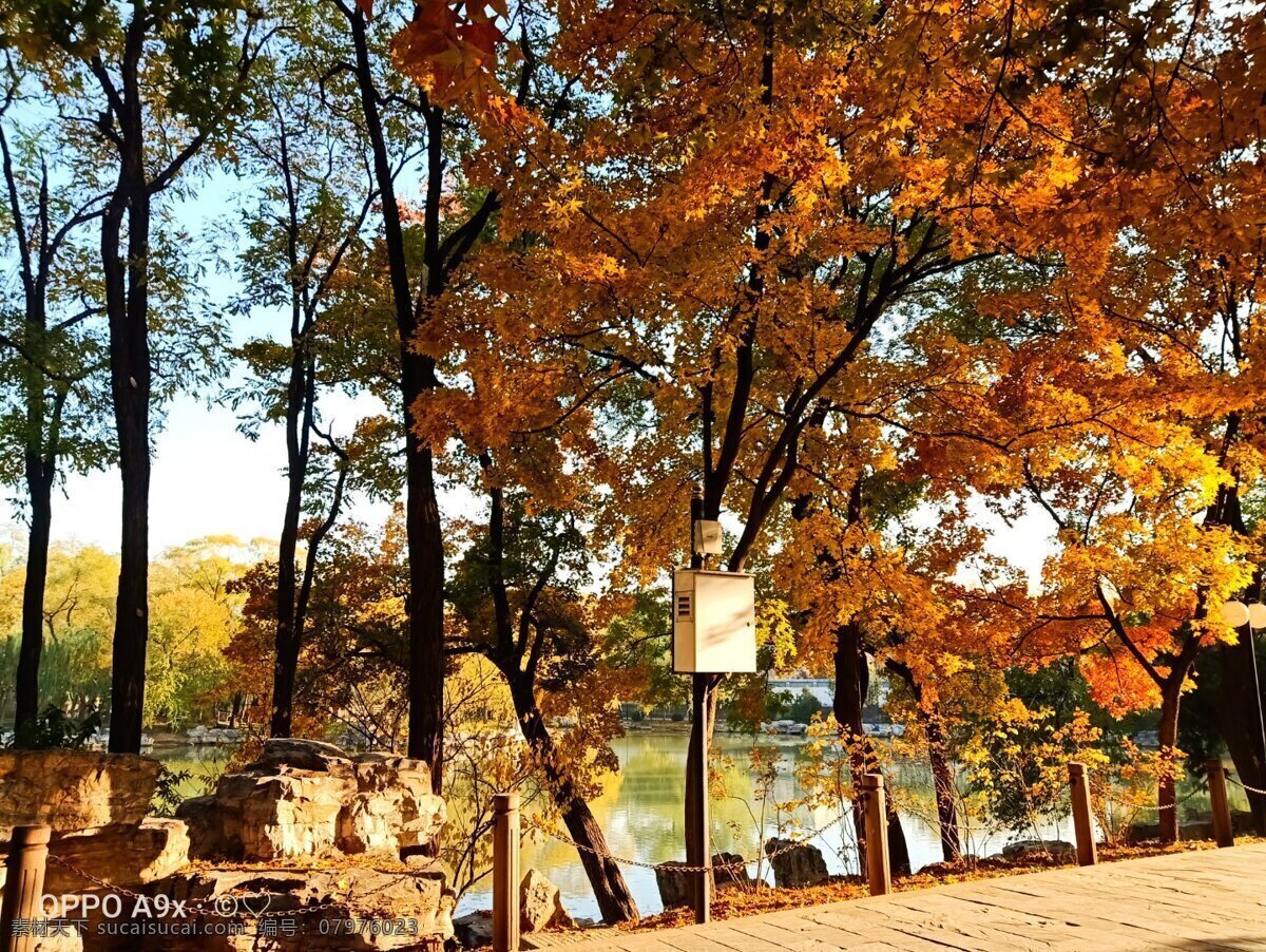 秋天的景图片 秋天 树叶 下午 石路 学校景色 湖 自然景观 自然风景