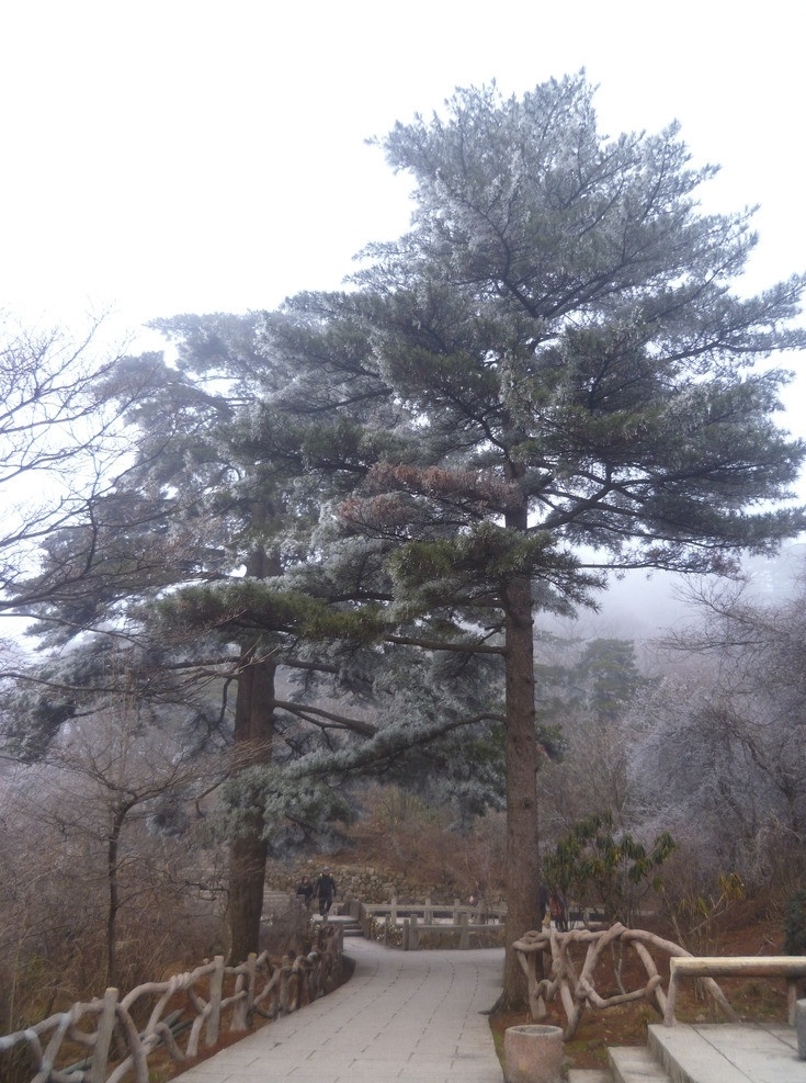 黃山松樹 黃山連理松 黃山風(fēng)光 安徽風(fēng)光 樹木 松樹 雪淞 霧淞 黃山雪景 雪景 樹木樹葉 生物世界