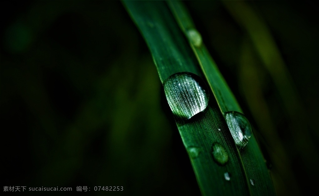 树叶水珠 叶子 草 一滴水 阴天 黑 绿色 背景 黑色 放大镜 光 反射 雨 天气 壁纸 简约