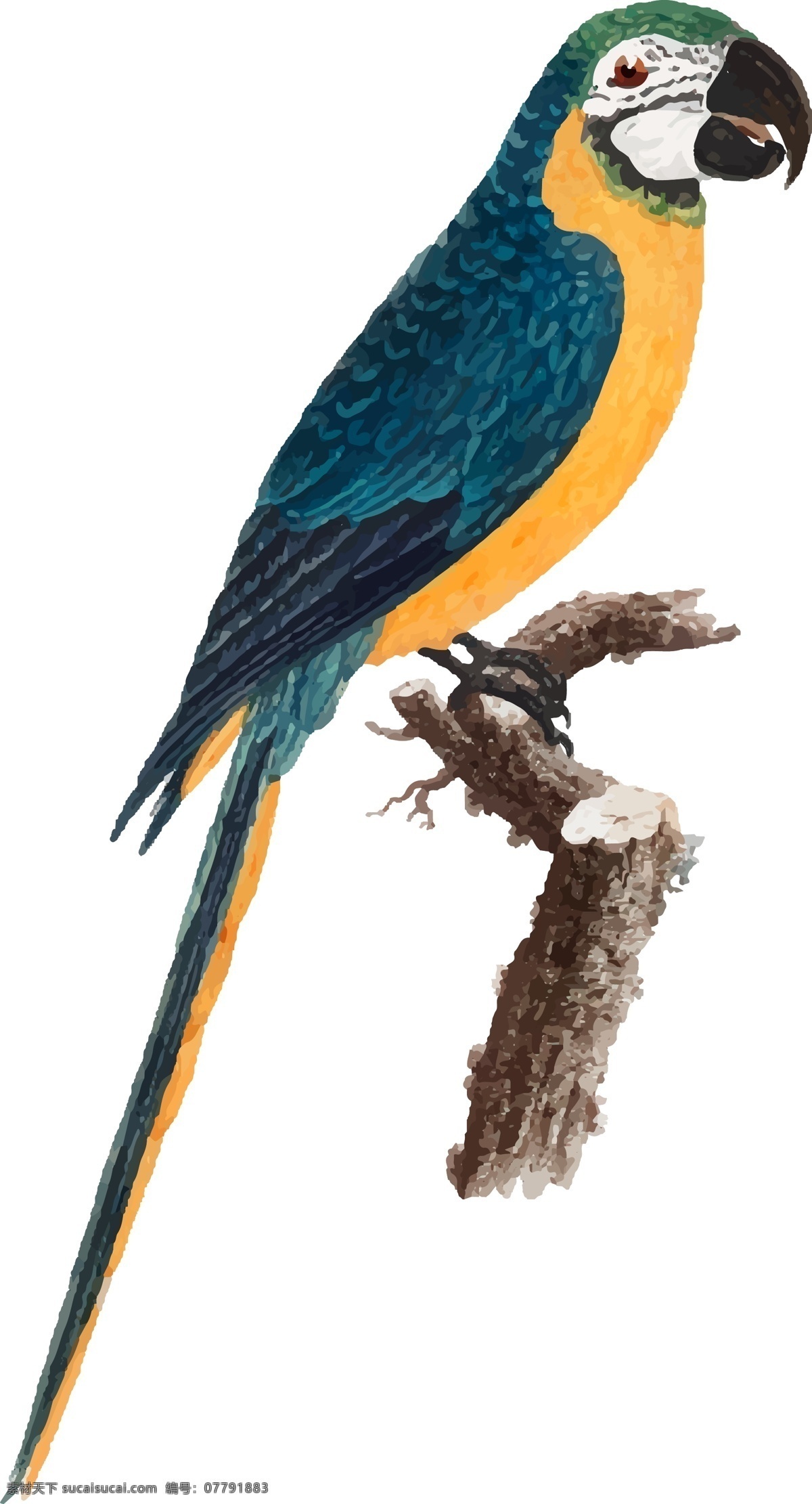 鸟类 鹦鹉 手绘 矢量 彩色 元素