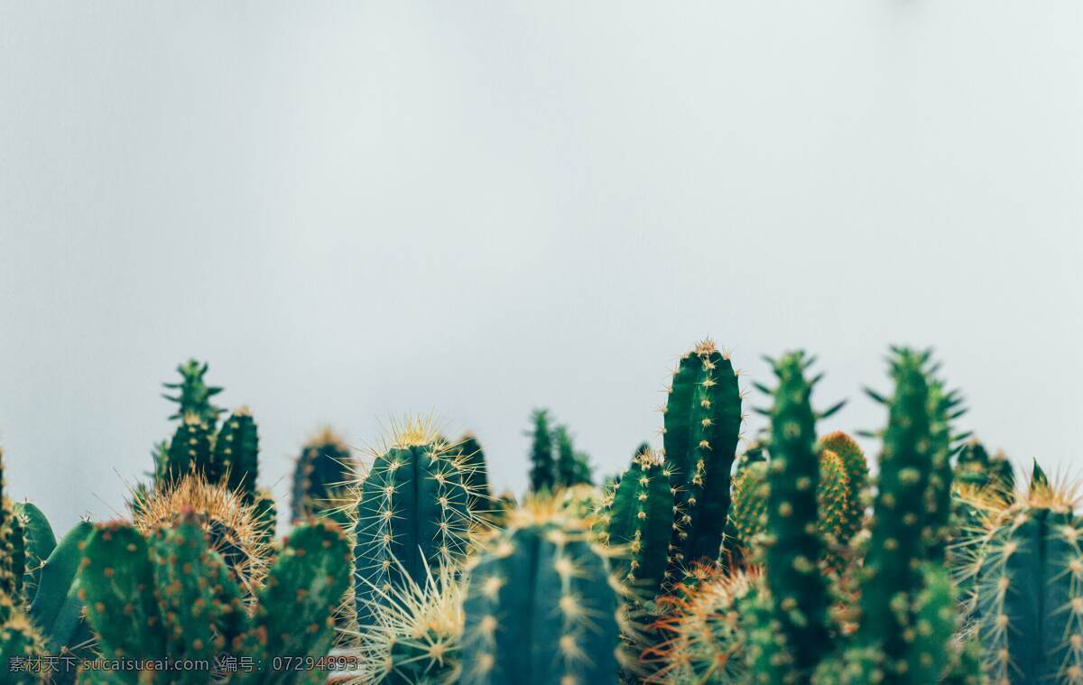 仙人掌图片 仙人掌 仙人球 霸王树 仙巴掌 仙人指 带刺 毛球 多肉植物 植物 生物世界 树木树叶