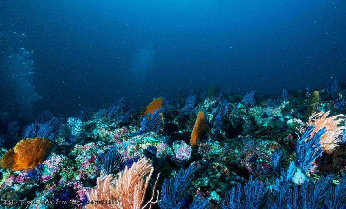 海底世界图片 鱼 海底世界 海洋生物 鱼类 小丑鱼 狮子鱼 八宝鱼 鳐鱼 带鱼 斗鱼 海鱼 彩色的鱼 鲨鱼 小鲨鱼 珊瑚 水母 金鱼 鲤鱼 锦鲤 鱼塘 生物世界