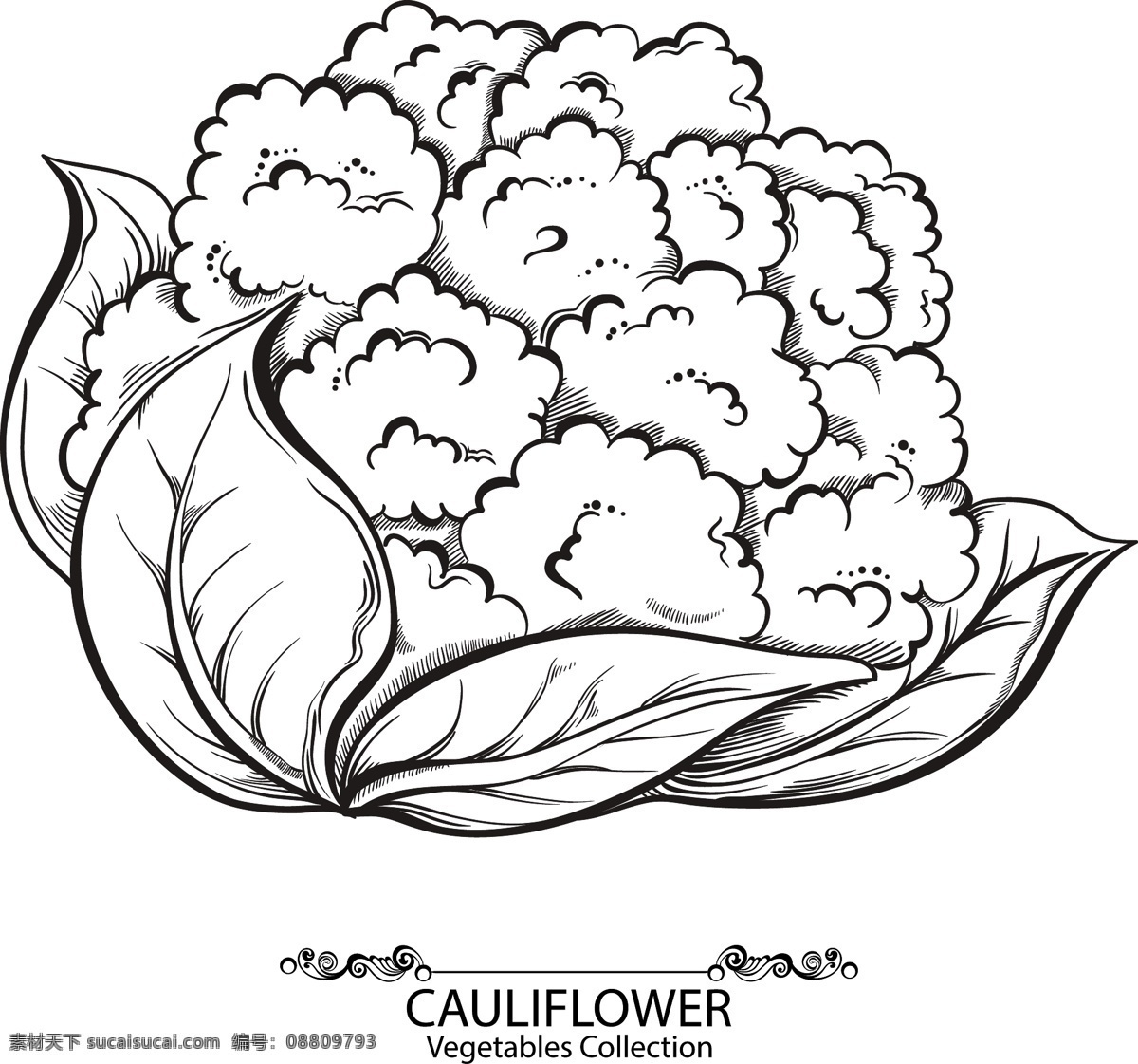 手繪 素描 花椰菜 美食圖片 花菜 菜花 蔬菜 手繪花菜 cauliflower 矢量素材 白色