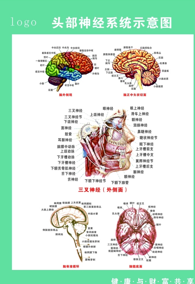 头部 神经系统 示意图 脑正中切面 三叉神经 脑外侧观 脑髓底面 健康与财富 脑脊液循环 医院挂图 解剖图 门诊挂图 头部详细图