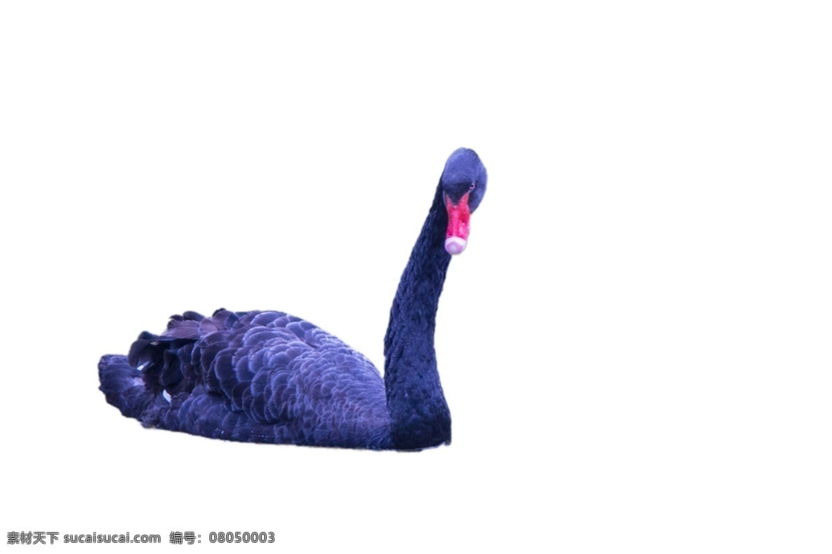 鵝在水里游 鵝 水里 游玩