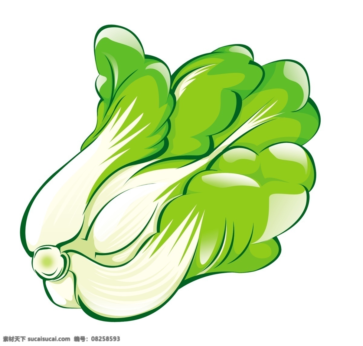 大白菜 白菜 蔬菜 分層 源文件庫