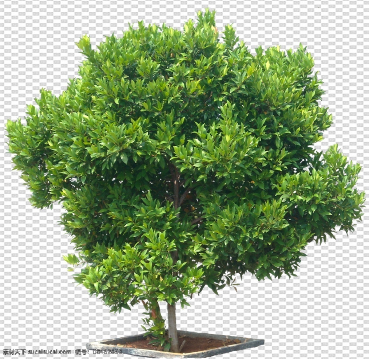 透明 底 植物 透明底植物 藤條 樹 ps后期 ps后期素材 園林素材 景觀素材 樹枝 psd分層圖 透明底花藝 綠植 免摳圖 分層圖 圖層 透明背景 分層