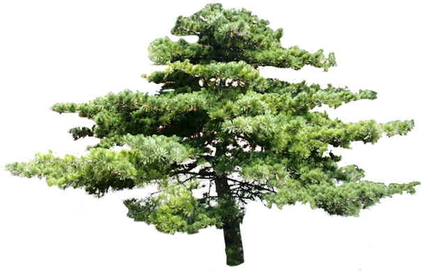 130植物 松柏免費下載 松柏 園林植物 配景素材 園林 建筑裝飾 設(shè)計素材 3d模型素材 室內(nèi)場景模型