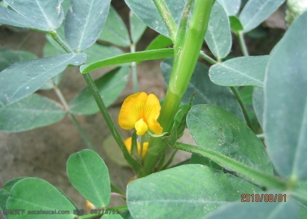 花生 花生葉 花生花 土地 葉子 黃色的花 花草 生物世界