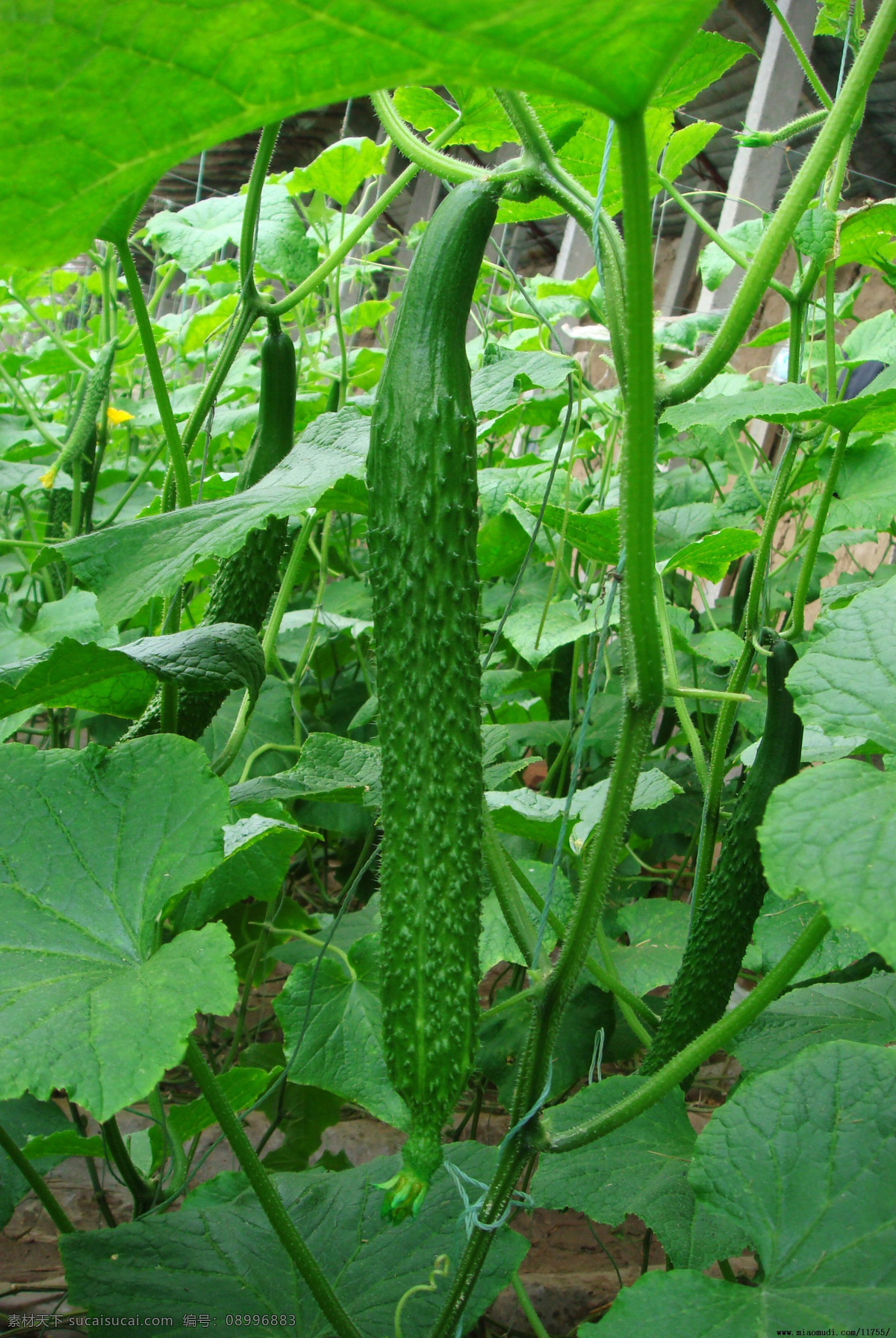 黃瓜 黃瓜種植 蔬菜 蔬菜種植 壽光蔬菜 生物世界