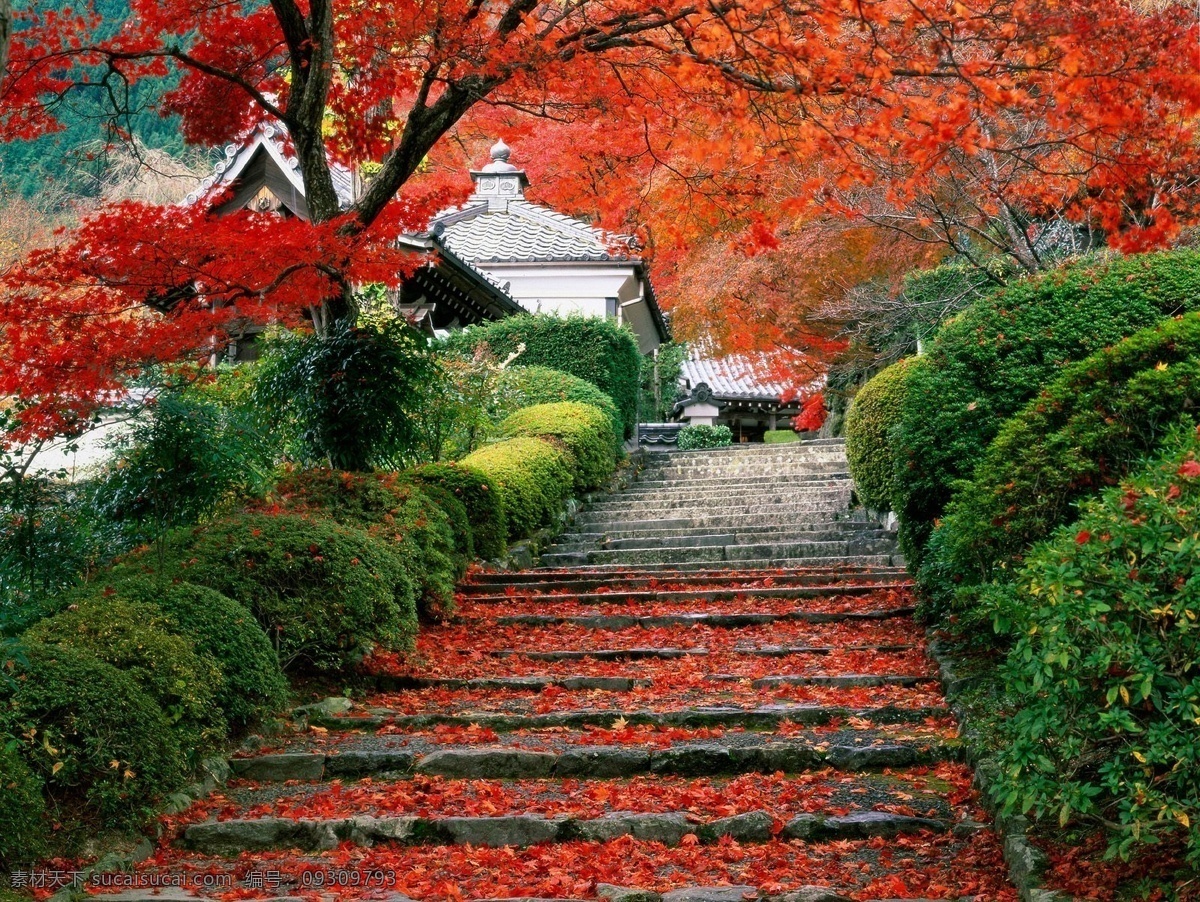 楓葉 中 古建筑 美景 高清 自然風(fēng)景 自然景觀