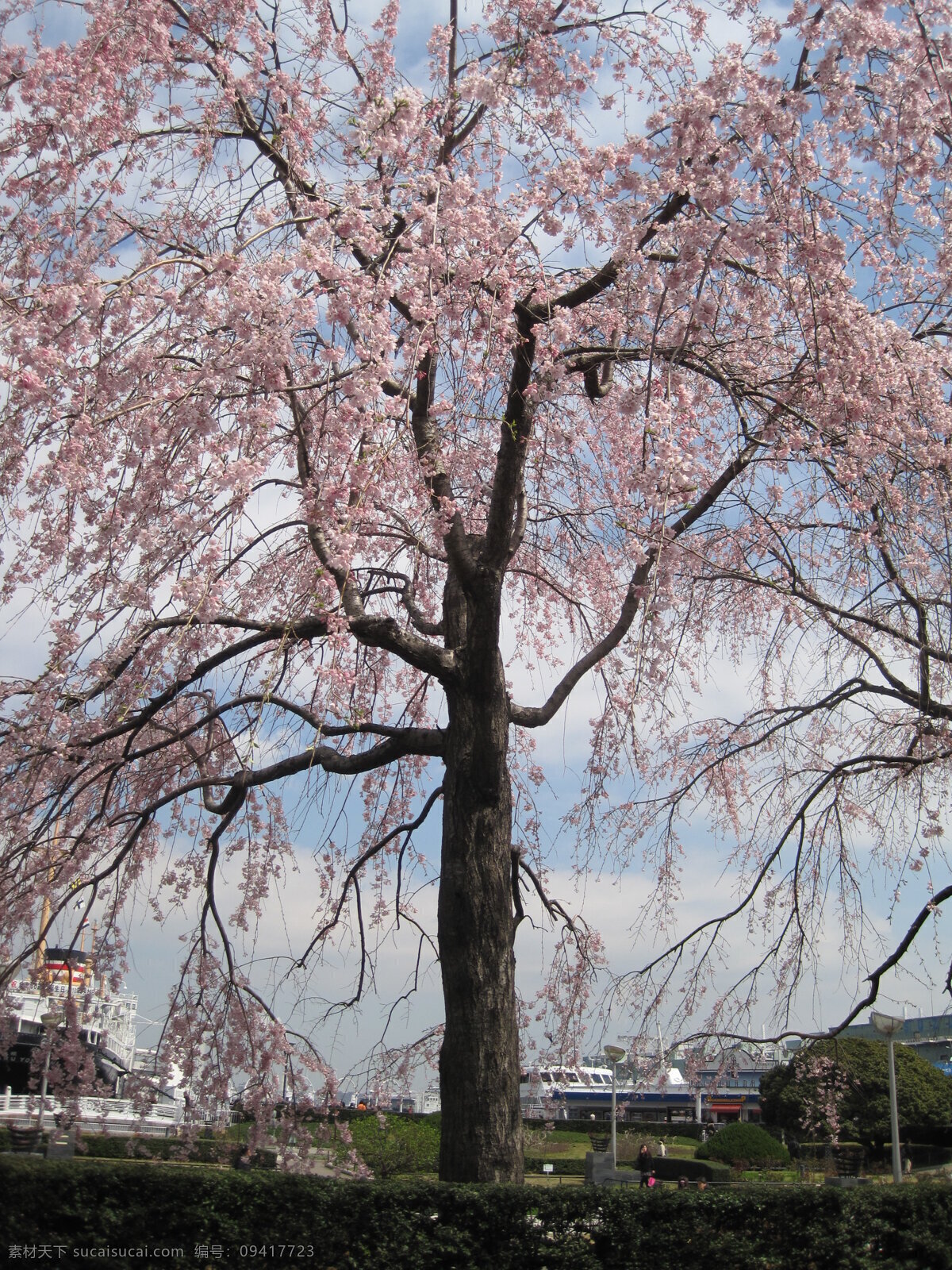 日本 横滨 港 国内旅游 旅游摄影 三月 日本横滨港 樱花满开 蔚蓝天空 风景拍摄 psd源文件