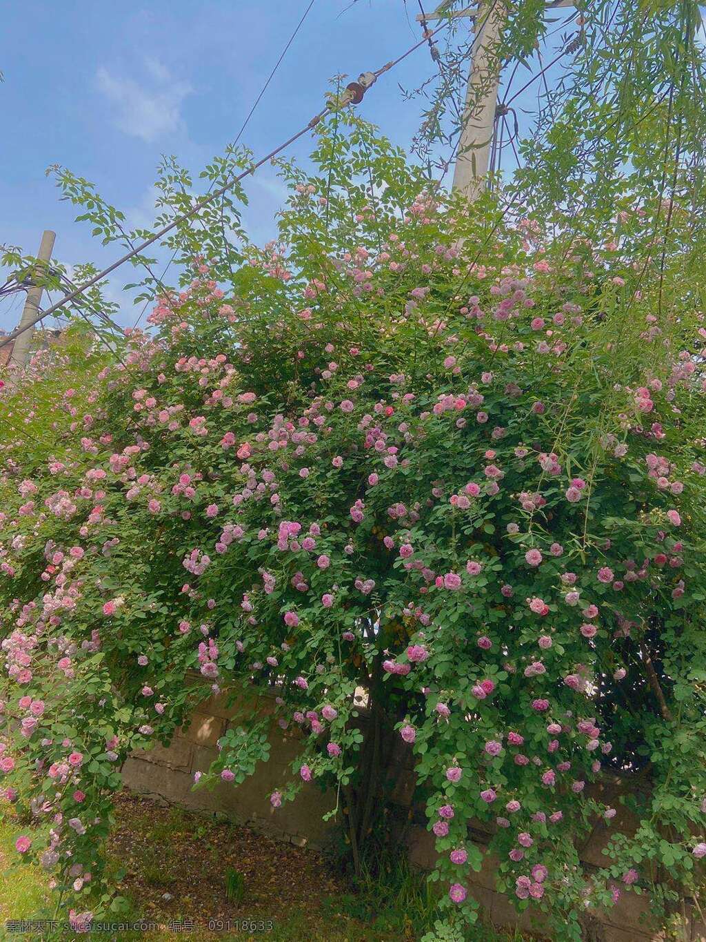 蔷薇花 景色 自然景观 自然风景 美丽 植物 自然 花卉 新鲜 花瓣 绽放 开放