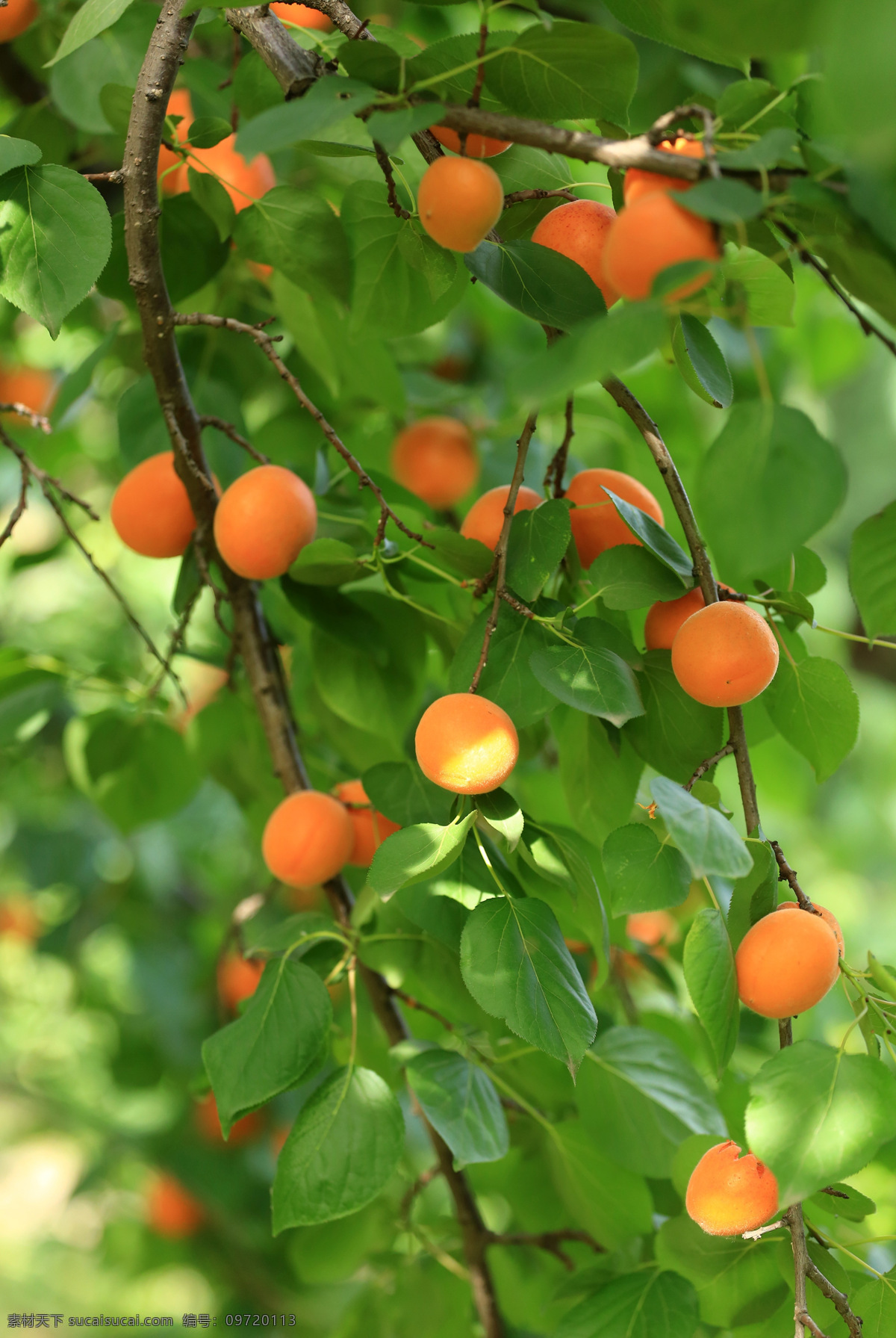 黄河 百 果园 硕果累累 杏 黄杏 黄杏熟了 水果 杏树 生物世界