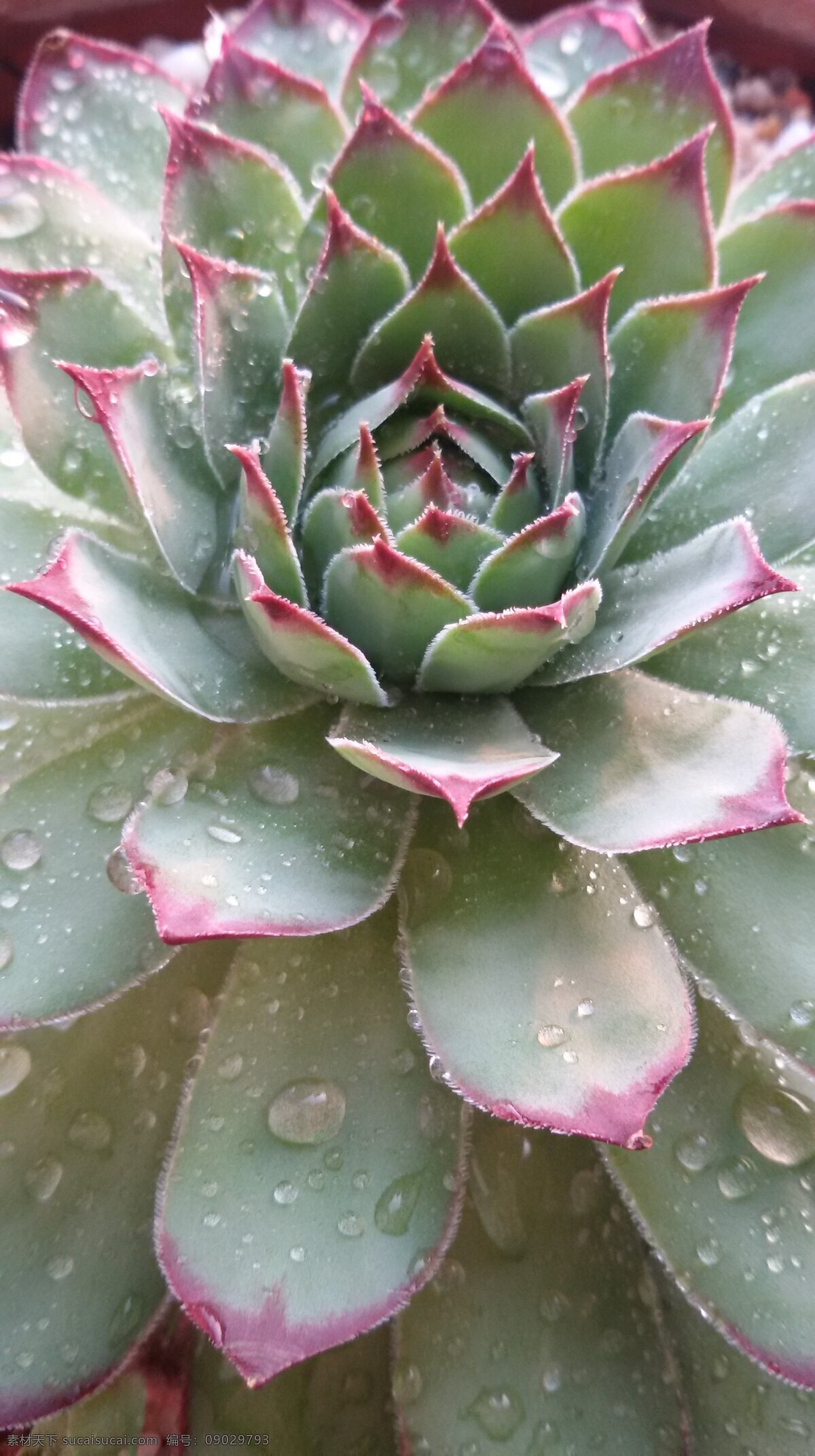 觀音蓮特寫 觀音蓮 水滴 綠植 植物 多肉植物 手 腳丫 生物世界 花草