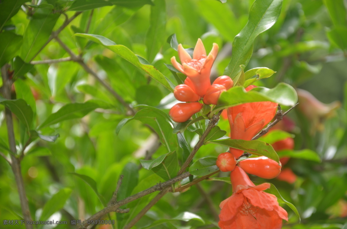 石榴花 花卉 石榴 安石榴 海石榴 花1至數(shù)朵 生于枝頂 或腋生 花紅色 花卉系列 生物世界 花草